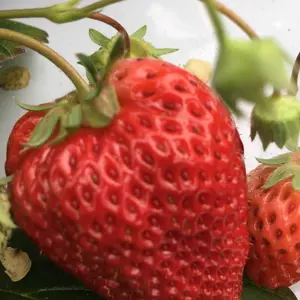 doTERRA 感情をコントロールするアロマ5本セット　残量6割〜8割 doTERRA 感情をコントロールするアロマ5本セット 残量6割〜8割