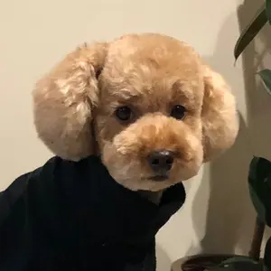 コヤンイサムチョン ドールキット・私を見つめる犬 シーズー