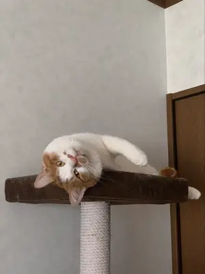 のん