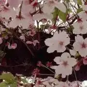 菅原咲月 lucky bag 2025 福袋 封入 BIG アクリルスタンド
