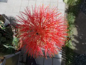 マユハケオモト　赤花　2株入り 鉢ごと発送 マユハケオモト 赤花 2株入り 鉢ごと発送 - メルカリ