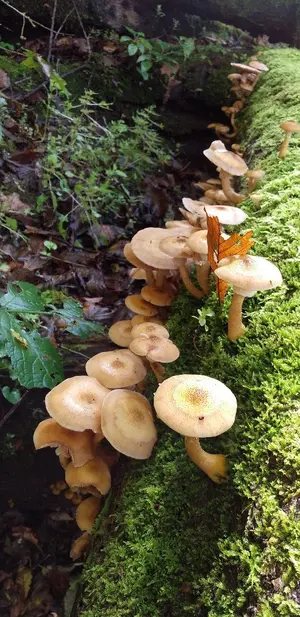 秋田県産 天然山菜 山菜ミズ 山菜みず ミズのコブ みずの実 予約ページ 秋田県産 天然山菜 山菜ミズ 山菜みず ミズのコブ みずの実 予約