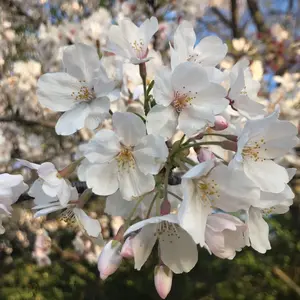 AJISAI mini frill puff OP 水色 - メルカリ