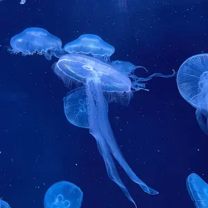 クラゲ