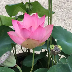 有松絞り浴衣 ころころリンゴと蜜蜂 レアな人気のフルーツ柄