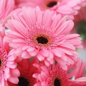 MARIHA “草原の虹のドレス” カーキ オーガニックコットン 36