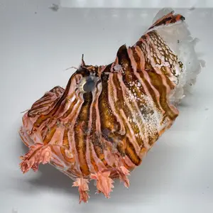 ツルギエチオピア 骨格標本 ツルギエチオピア 骨格標本 - メルカリ