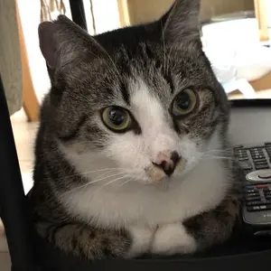 シムシメール 天空の砦 Yahoo!オークション - シムシメール 天空の砦 直筆サイン有り