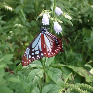 大型　テナガカミキリ　ペア 六甲昆虫館 Antico Naturale 【神戸・北野】 | テナガカミキリ