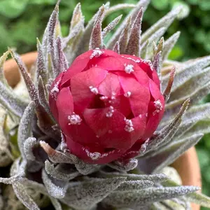 Tillandsia Christmas Flame 速達発送 Tillandsia Christmas Flame 速達発送 - メルカリ