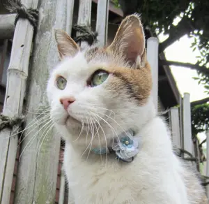 中島みゆき ツアーパンフ&未公開生写真&フォトスタンド【限定1セット】超貴重品 中島みゆき ツアーパンフ&未公開生写真&フォトスタンド【限定1