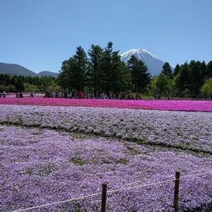 たかさん
