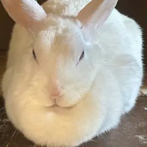 milet グリーンライツ 長袖トレーナー - メルカリ