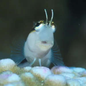 新作和竿 クジラ穂先 タナゴ竿 262 - メルカリ