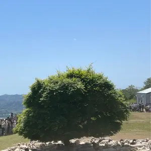 安田
