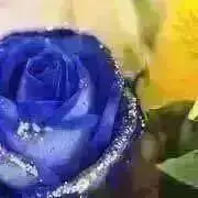 展示用/レジン/虹とねこカフェの子猫達 蓄光 オルゴナイト