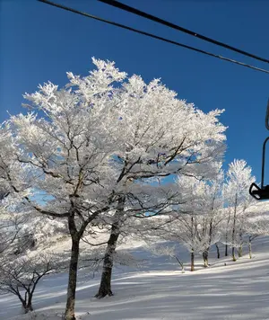 大きいサイズ ゴールドウイン スウェーデン チームモデル パンツフルオープン 大きいサイズ ゴールドウイン スウェーデン チームモデル パンツ
