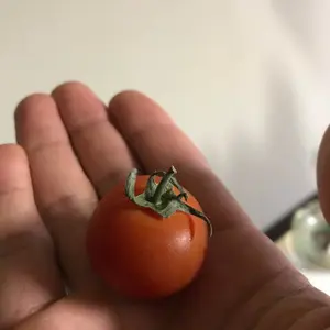 ドリモグ