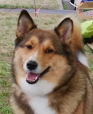 雷魚フロッグ 雷神蛙 No.7 作り方完全指導付 雷魚 ライギョ