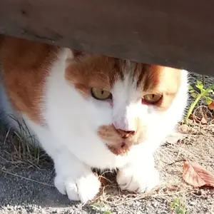 ツクバネ