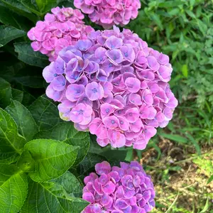 ときメモ GS3 UUL 桜井琉夏 時計 フラワードーム クッション