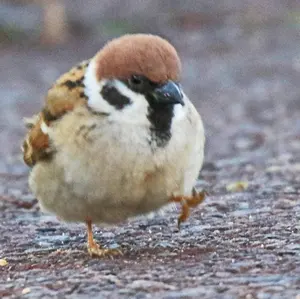 (初期キズあり)遊戯王ラッシュデュエル　E・HEROフレイムウィングマン 初期キズあり)遊戯王ラッシュデュエル E・HEROフレイム