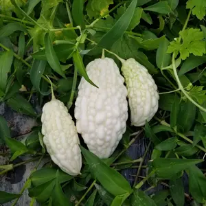 じゃがいもドラゴンレッド　8キロ　農薬、化学肥料不使用 じゃがいもドラゴンレッド8キロ農薬、化学肥料不使用