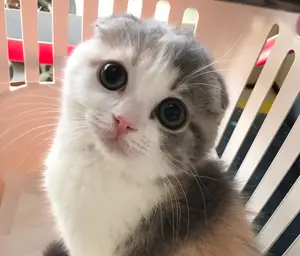 ねこのしもべ【新品】GUCCI フーディダッフルコート ねこのしもべ様専用【新品】GUCCI フーディダッフルコート