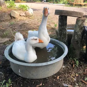みかん