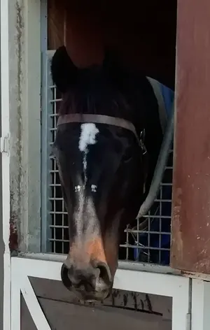 ズニ族 フェティッシュ インディアンジュエリー 鳥 珊瑚 彫刻 3点 i71 ズニ族 フェティッシュ インディアンジュエリー 鳥 珊瑚 彫刻 3