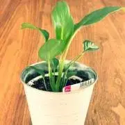 plant♧様 専用 - メルカリ