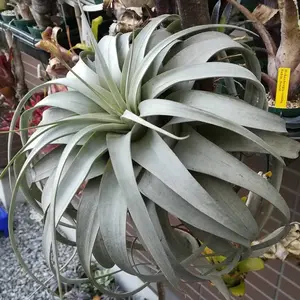 H. catingae 'Purple clone' ホヘンベルギア - メルカリ