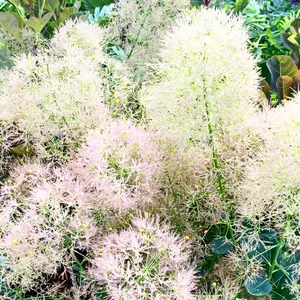 全て花芽付き グリーンボール スモークツリー 苗 苗木 雌株