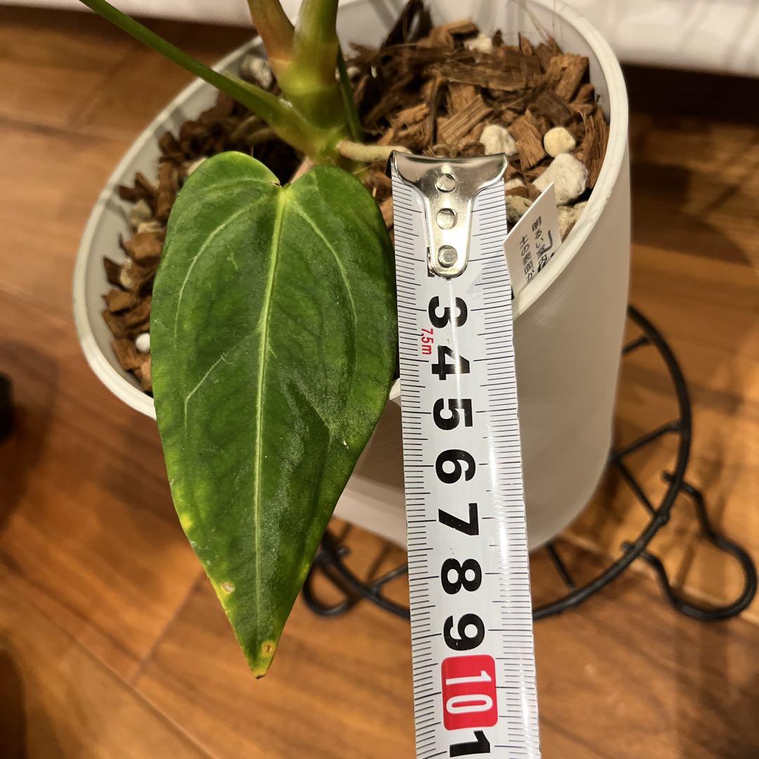 大株】 Anthurium regale ねこちっぷ植え 観葉植物