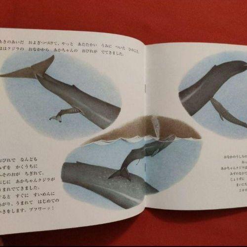 たくさんのふしぎ かがくのとも シャチのくらし シロ