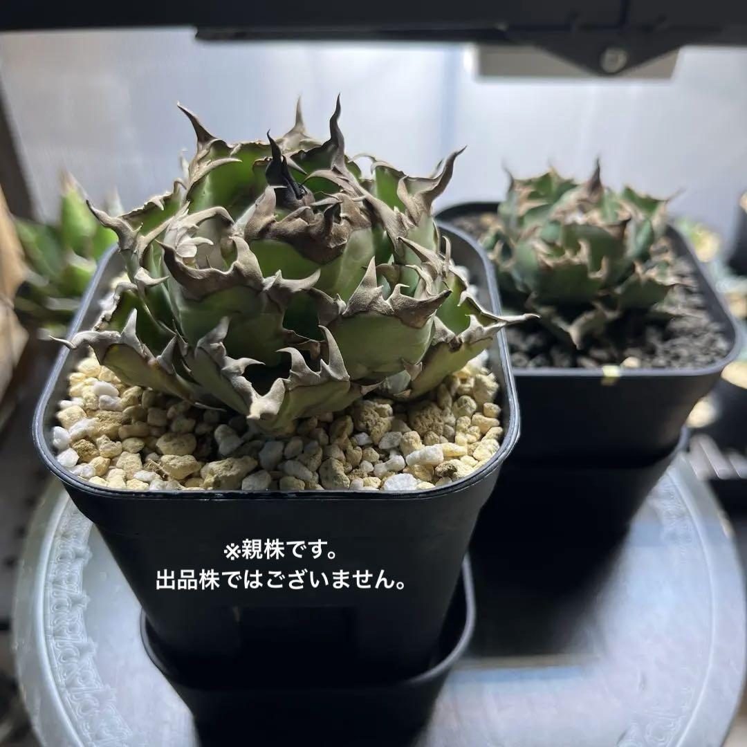 姫厳竜 コンパクタ アガベ 鉢付き②