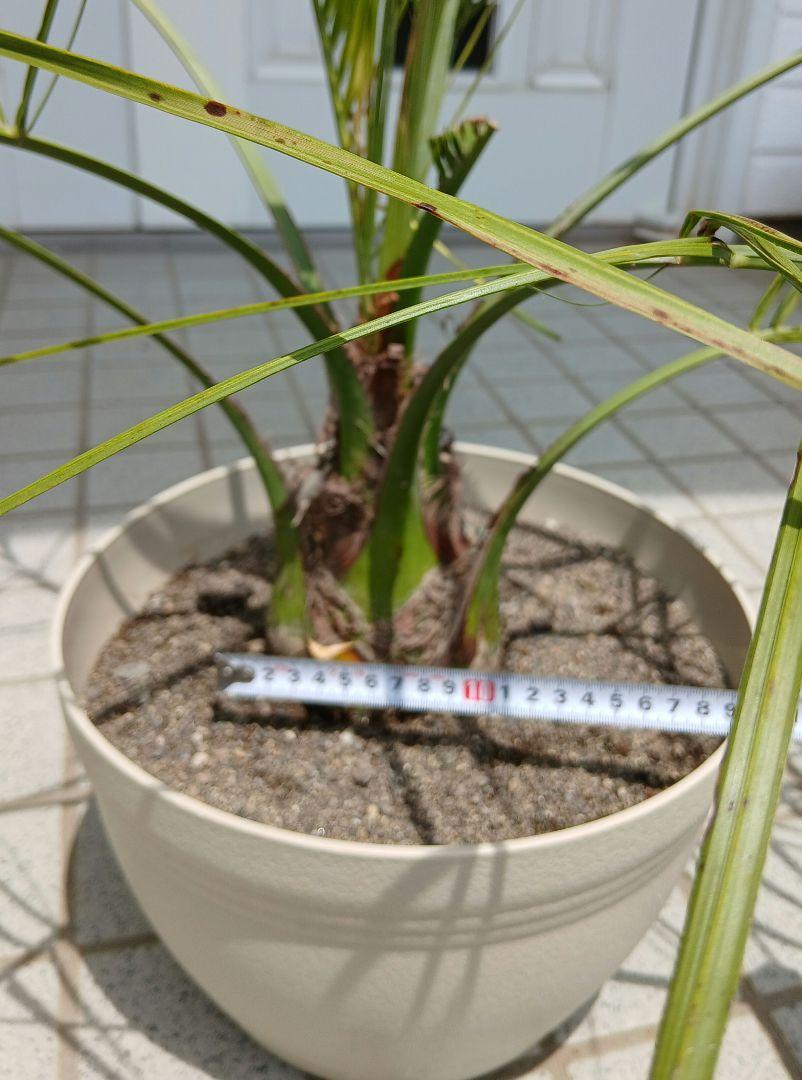 ココスヤシ　高さ鉢底から1m 7cm
