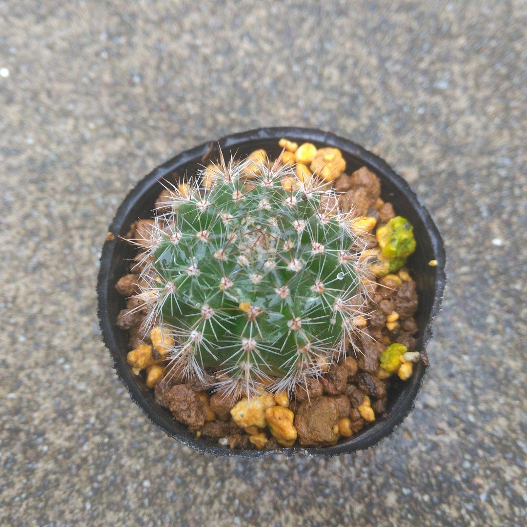 花サボテン　レディ　7株　多肉植物 多肉植物 花サボテンレディ✨️ - メルカリ