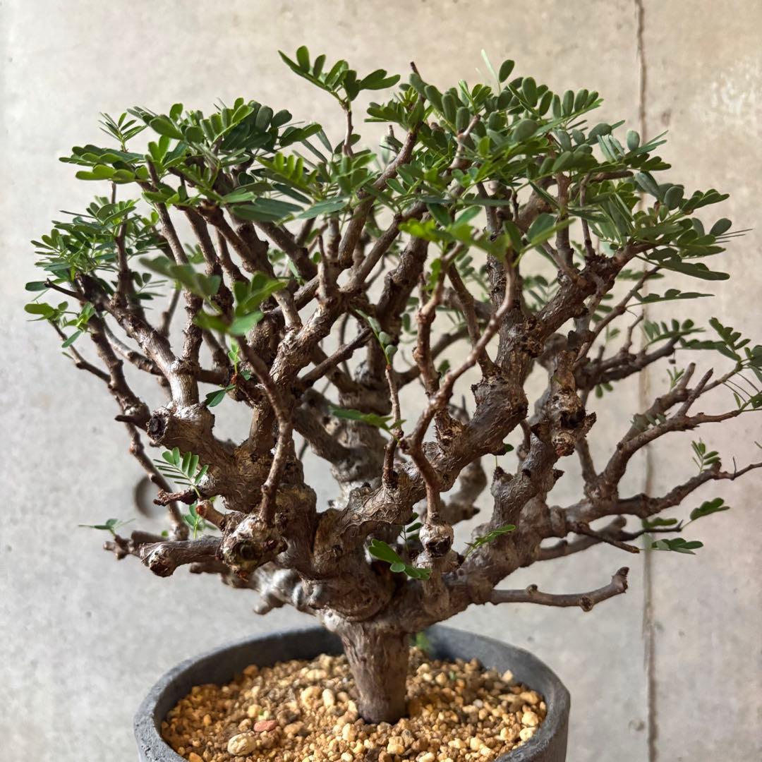 センナ メリディオナリス 14目立った傷や汚れなし