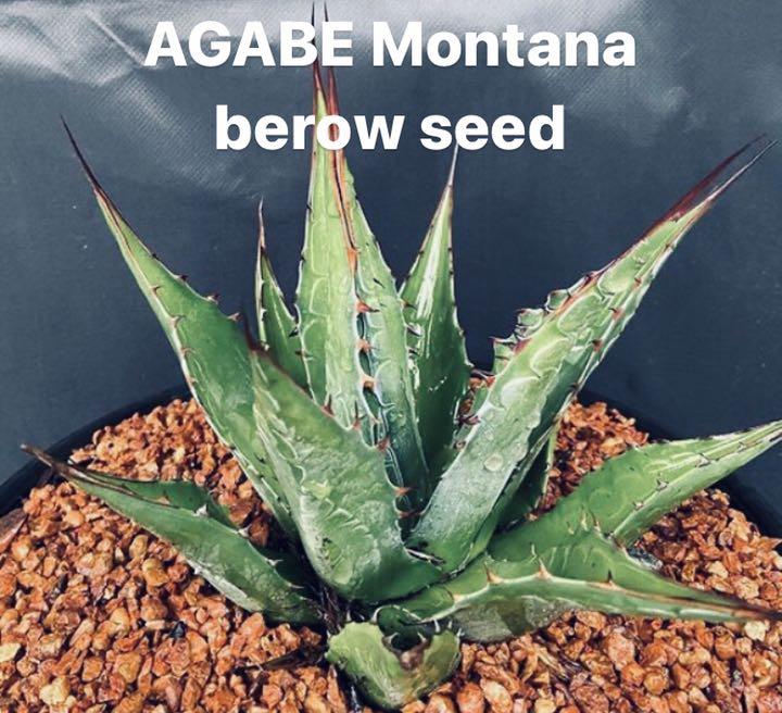 メルカリ 1100円 アガベ 10粒 土1杯montana Below モンタナ ベロー 植物 観葉植物 1 100 中古や未使用のフリマ メルカリ 1100円 アガベ 10粒 土1杯montana Below モンタナ ベロー 植物 観葉植物 1 100 中古や未使用のフリマ