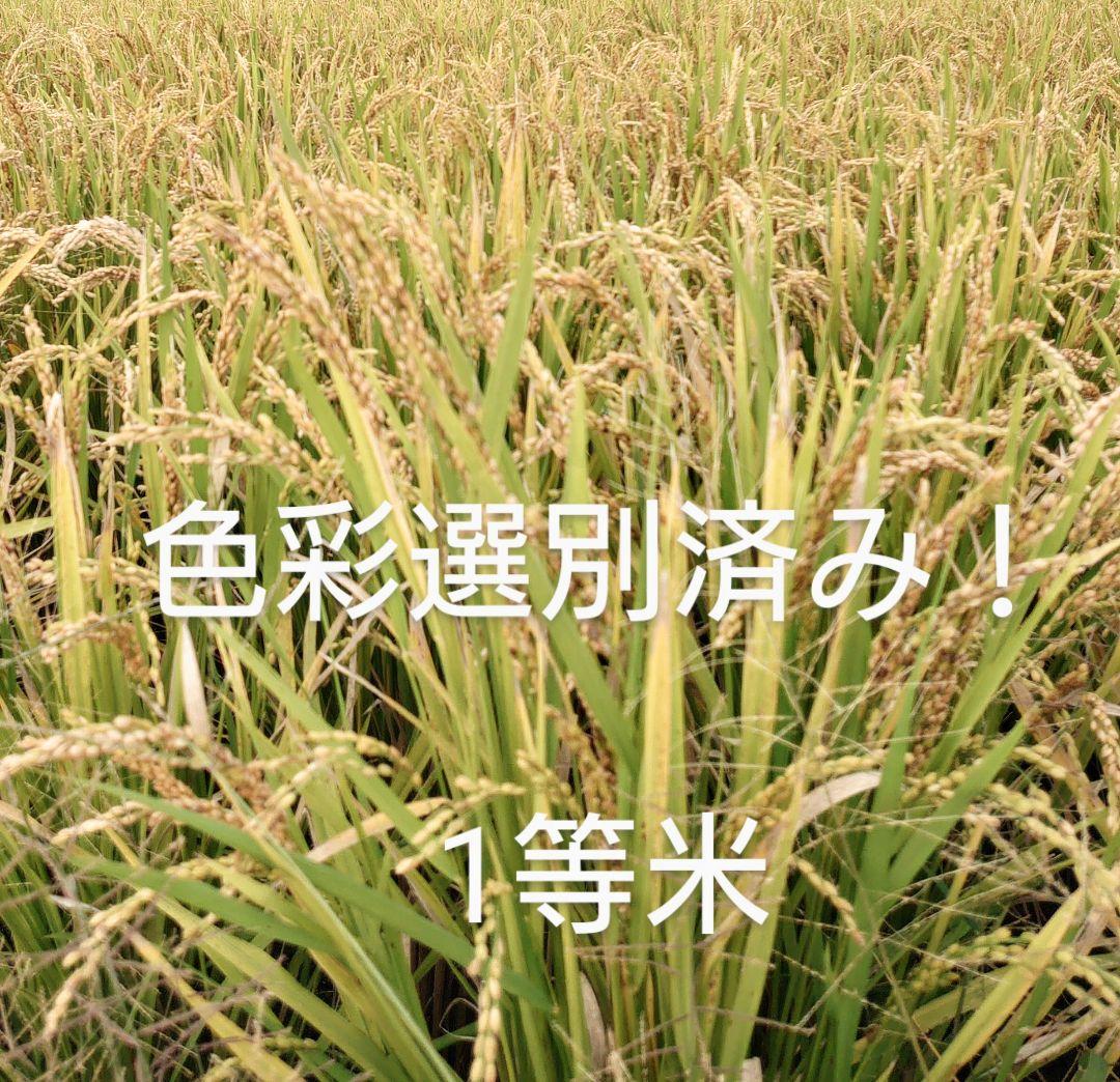 色彩選別済み！新米 20Kg 大分県産 ひのひかり 山香米