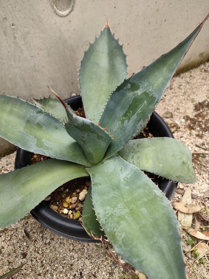 アガベ Agave ovatispina Blue Arrows