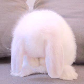 ぴこりん様専用