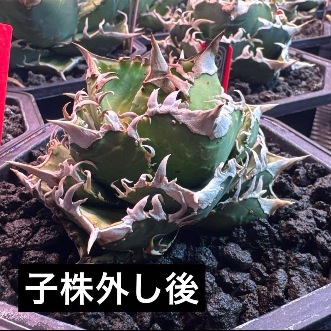 アガベ　agave チタノタ 甲竜 スッポン 極上血統子株！強棘選抜 ( 検索 皇冠 包心龍 清桜 清櫻 大白鯊 バケモノ ハデス) S-08 アガベ 皇冠 子株 A アガベ agave チタノタ 甲竜 スッポン 極上血統
