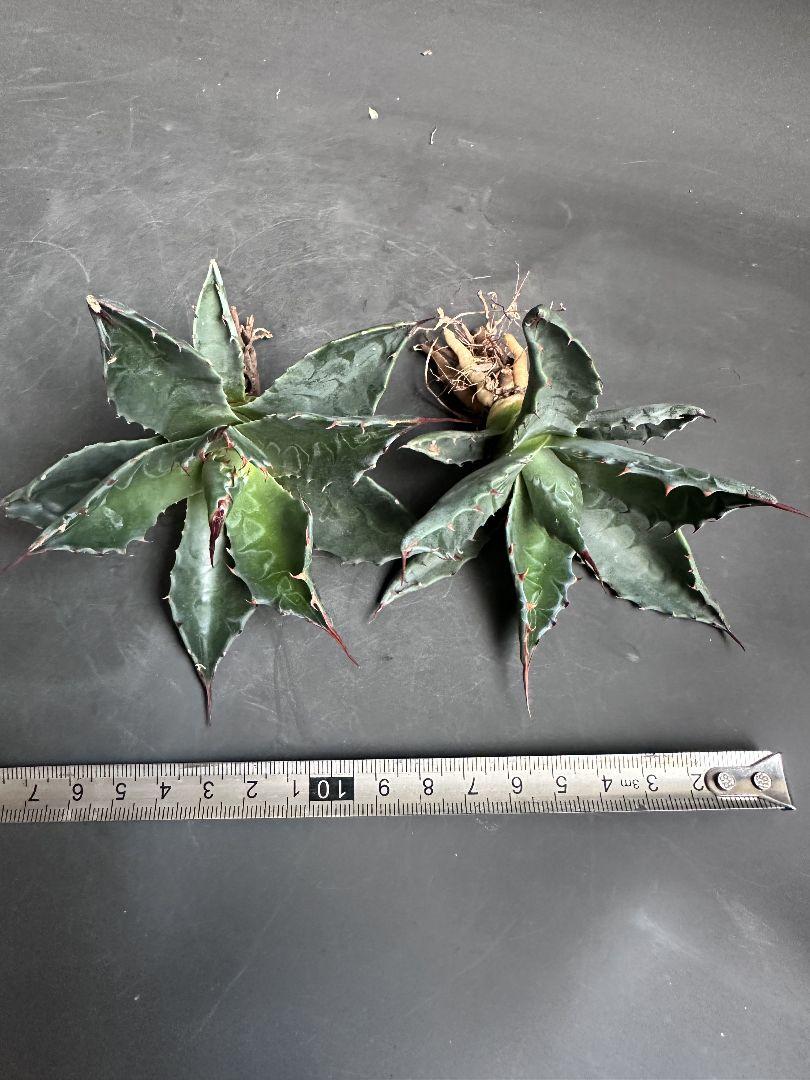 1983アガベ モンタナAgave montana 排棘 極美株 2株同梱 アガベ モンタナ | GREEN LUCK