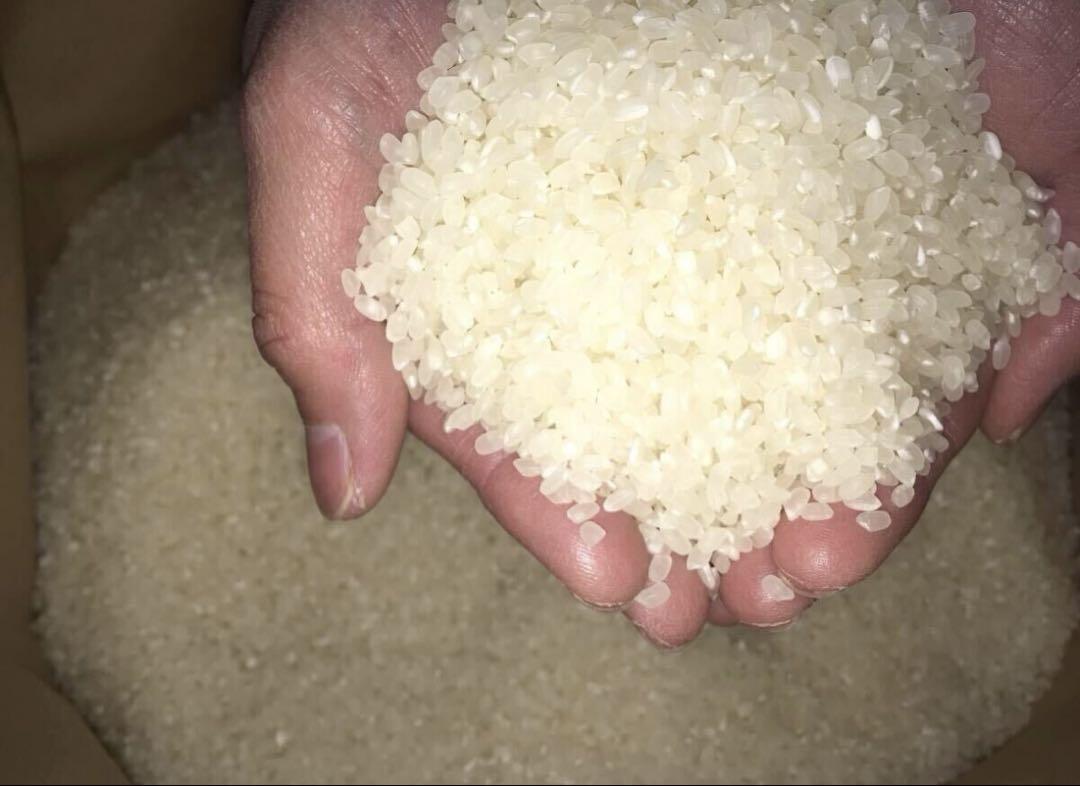 【2024年産】淡路島産キヌヒカリ無農薬米10kg