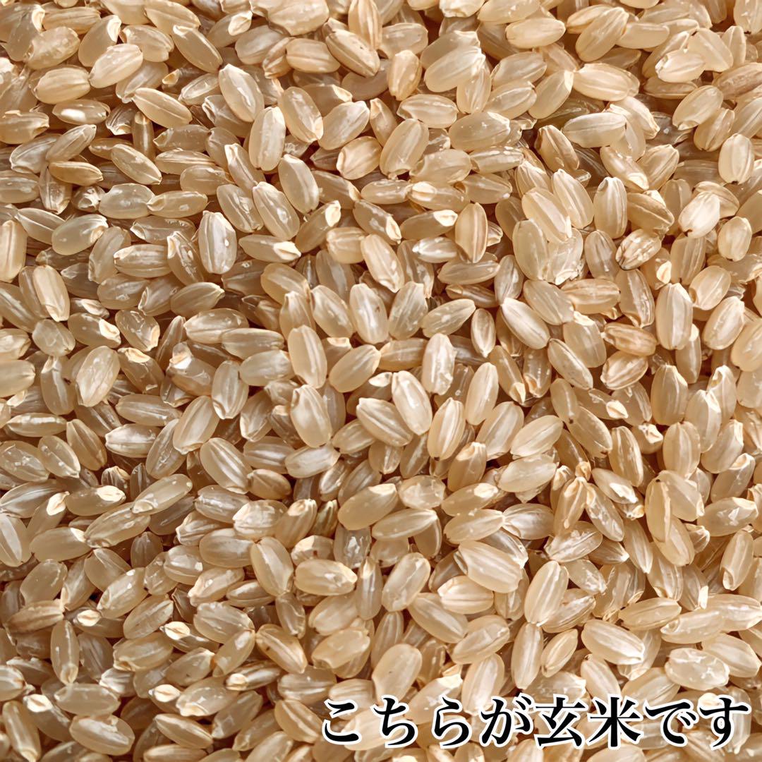 新米 農家直送 秋田県産 令和６年 あきたこまち 20kg 特別栽培米 秋田小町
