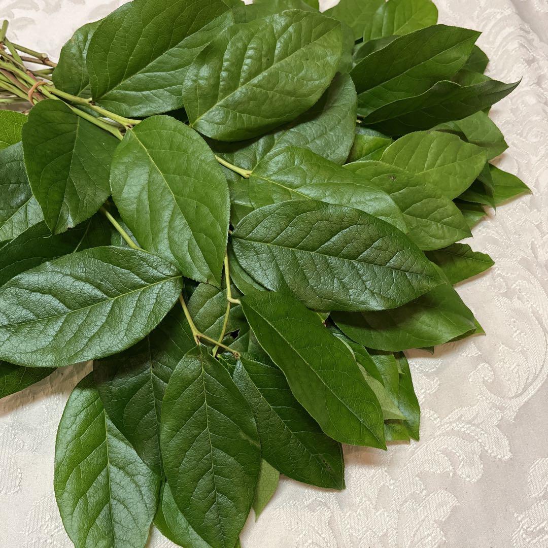 レモンリーフ☘️大・20本☘️① 画像1
