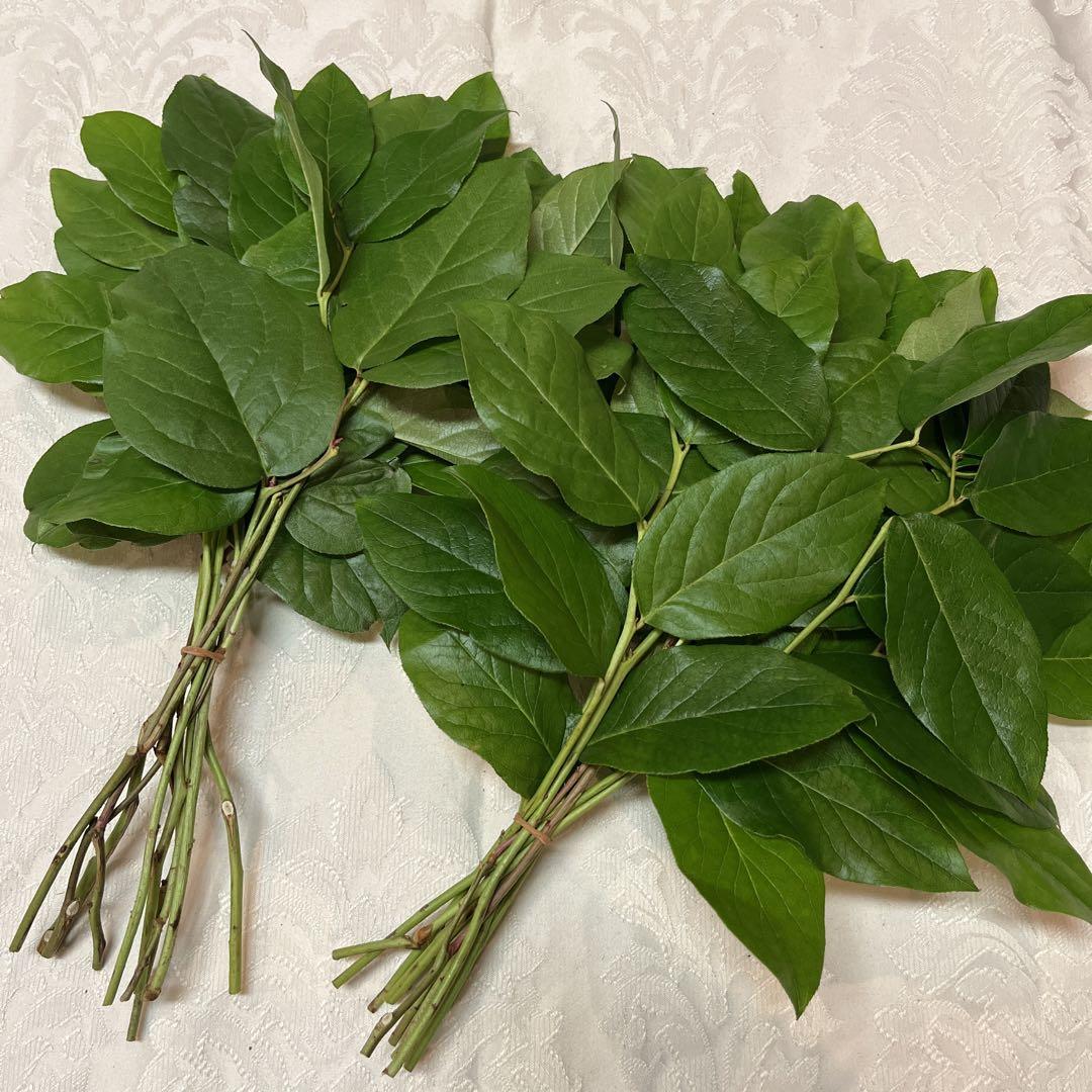 レモンリーフ☘️大・20本☘️① 画像3