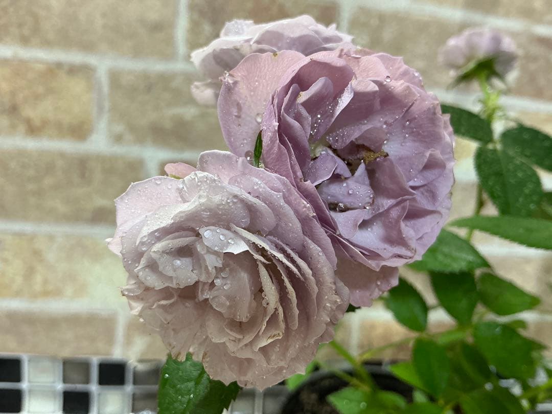 ⭐️レア品種⭐️四季咲きミニバラ カーナハニーゴールド (メルカリ便 ⭐️レア品種⭐️四季咲きミニバラ カーナハニーゴールド (メルカリ便